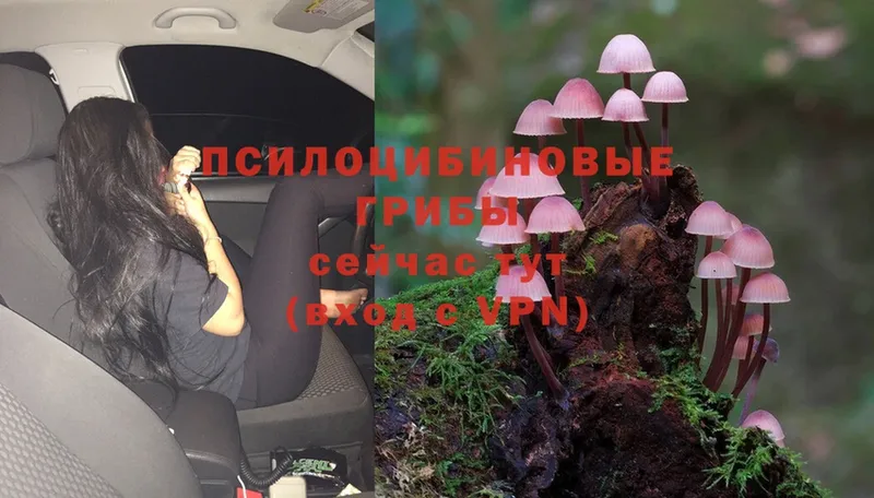 Галлюциногенные грибы Psilocybine cubensis  Бузулук 